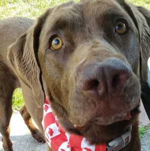 Meet your Posher, Holly